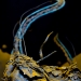 almost-scientific-the-neuron-chambe-1-of-14